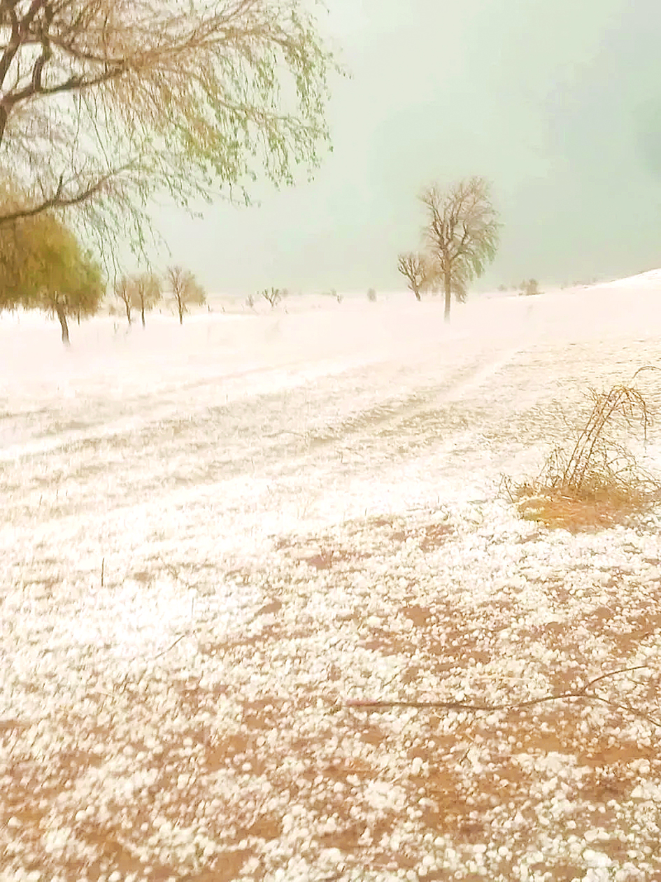 पश्चिमी विक्षोभ- कल हुई ओलावृष्टि से फसलें हुई बर्बाद, खड़ी फसलों ने ओलों की चादर ही ओढ़ ली