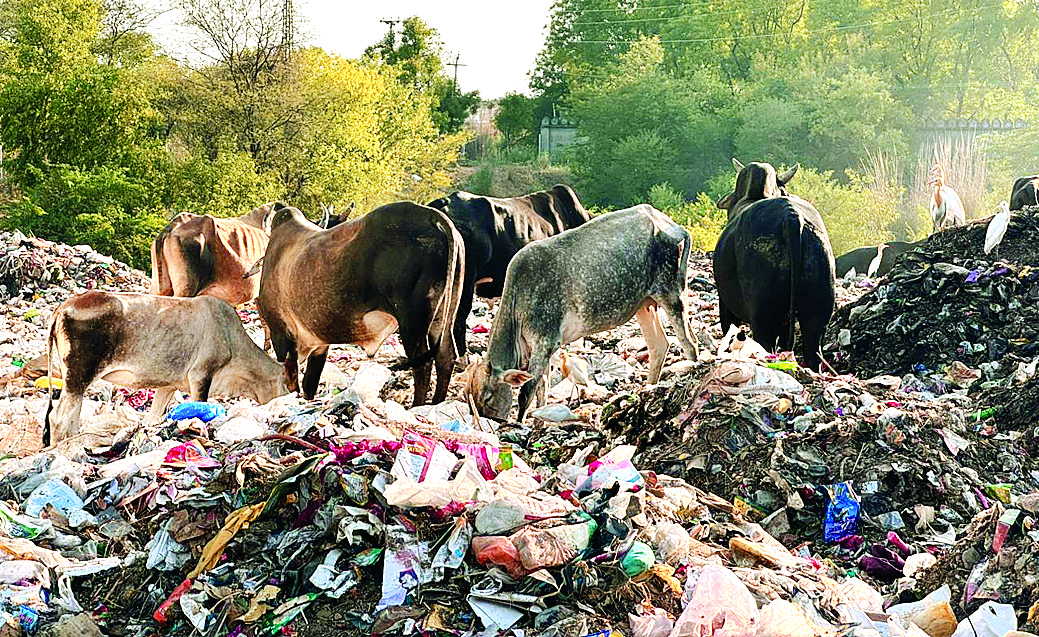 बस्सी का कचरा डम्पिंग यार्ड बना मृत गायों का हब, गंदगी और दुर्गंध से आमजन परेशान