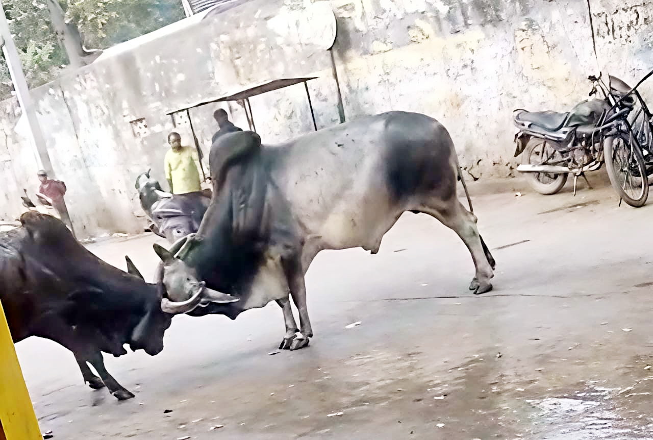 बस्सी में आवारा सांड और लावारिस मवेशियों का आतंक