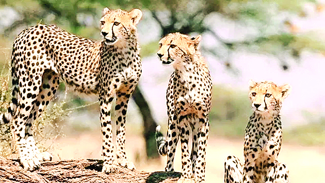 दक्षिण अफ्रीका से लाए गए चार चीते  बेंगलुरु पहुंचे,  सरकार चीतों को फिर से बसाने के लिए प्रयास कर रही